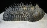 Top Quality Spiny Drotops Armatus Trilobite - #14443-2